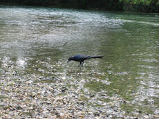 The Common Grackle